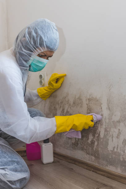 Best Black Mold Removal  in Nikiski, AK